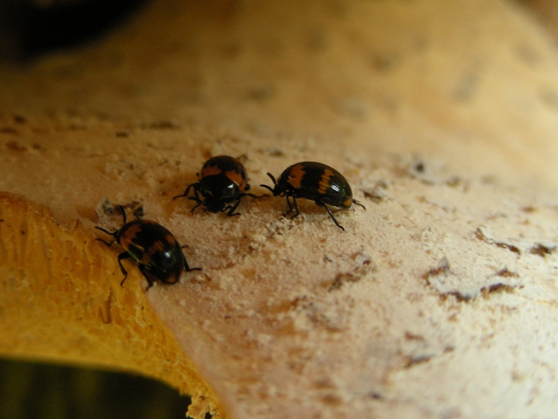 Ma allora non sono solo le lumache a mangiare i funghi!!!